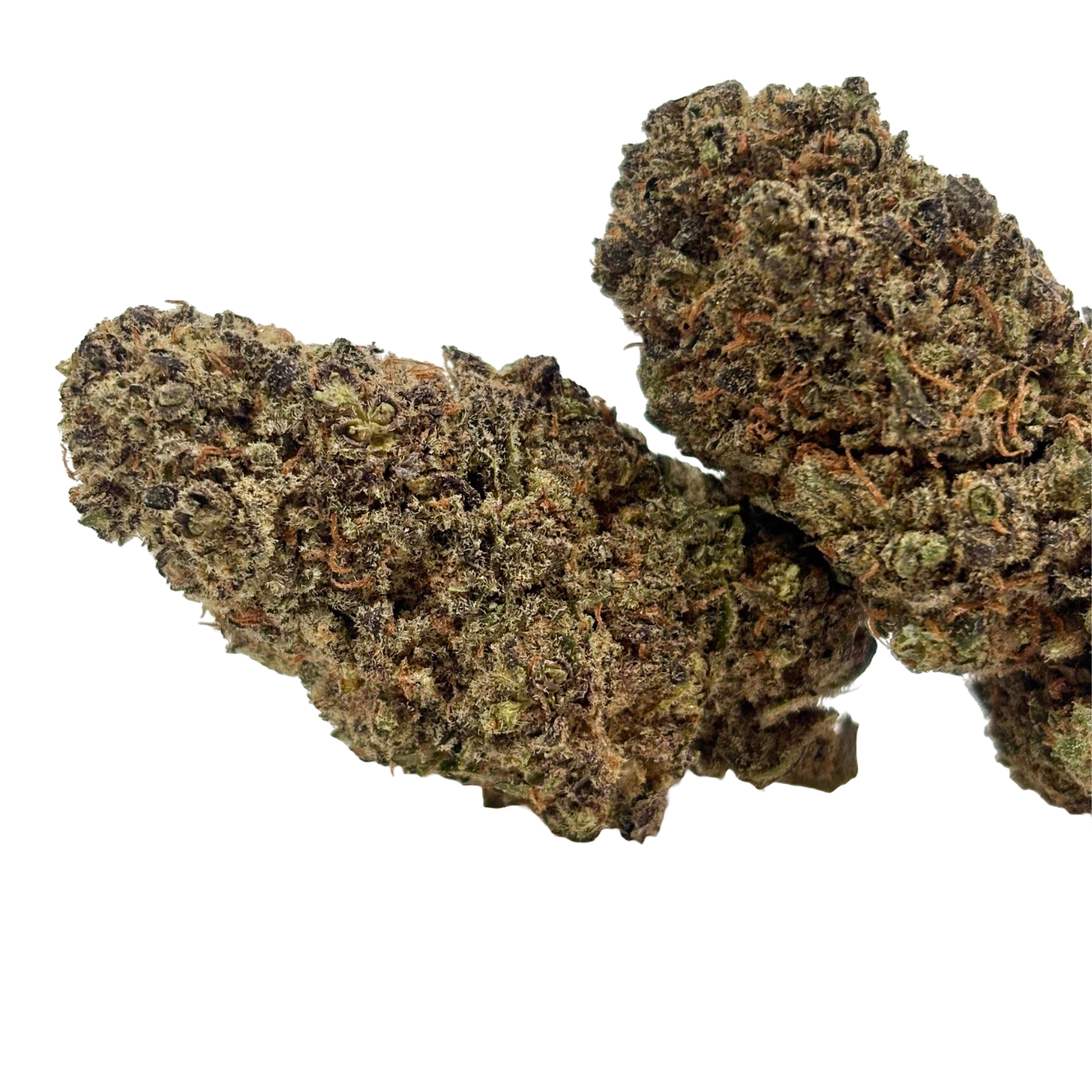 Harley Queen - Hydroponique